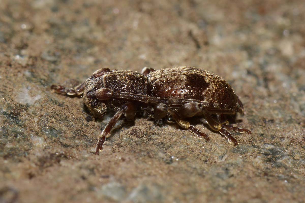 Parmena unifasciata e P. pubescens, Cerambycidae